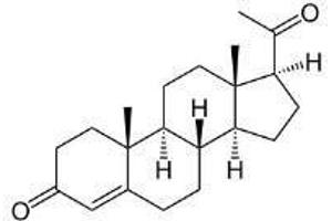 Image no. 1 for Progesterone peptide (HSA) (ABIN5666020) (Progesterone peptide (HSA))