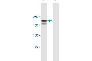 Western Blot analysis of BTBD12 expression in transfected 293T cell line by BTBD12 MaxPab polyclonal antibody.