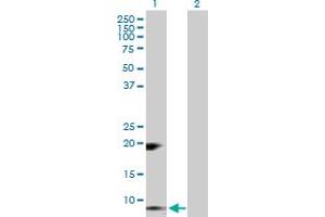 Western Blot analysis of RETN expression in transfected 293T cell line by RETN MaxPab polyclonal antibody. (Resistin 抗体  (AA 1-108))