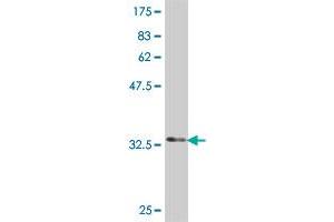 Western Blot detection against Immunogen (34. (MAGEA4 抗体  (AA 98-171))