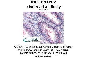 Image no. 2 for anti-Ectonucleoside Triphosphate diphosphohydrolase 2 (ENTPD2) (Internal Region) antibody (ABIN1734057) (ENTPD2 抗体  (Internal Region))