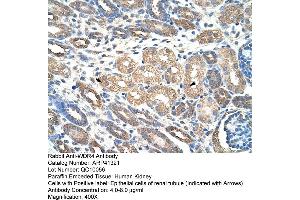 Rabbit Anti-WDR4 Antibody  Paraffin Embedded Tissue: Human Kidney Cellular Data: Epithelial cells of renal tubule Antibody Concentration: 4. (WDR4 抗体  (C-Term))