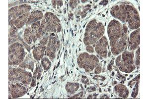 Image no. 7 for anti-TSC22 Domain Family, Member 1 (TSC22D1) antibody (ABIN1501535)