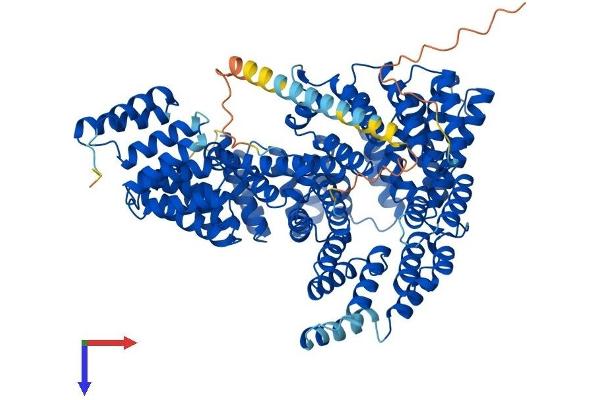 NAA15 Protein (AA 1-865) (His tag)