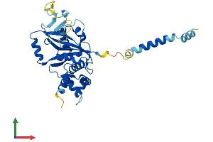 AlphaFold protein structure predicition of Human Recombinant PARP16 Protein, UniprotID Q8N5Y8