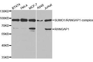 Western blot analysis of extracts of various cell lines, using RANGAP1 antibody (ABIN5973116) at 1/1000 dilution. (RANGAP1 抗体)