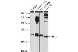 Western blot analysis of extracts of various cell lines, using RHOD Rabbit pAb (ABIN6131344, ABIN6146938, ABIN6146939 and ABIN6222119) at 1:1000 dilution. (RHOD 抗体  (AA 1-210))