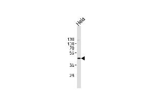 PK1 Antibody (C-term) (ABIN1882175 and ABIN2841383) western blot analysis in Hela cell line lysates (35 μg/lane). (ERK2 抗体  (C-Term))