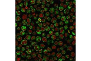 Immunofluorescence (IF) image for anti-B-cell antigen receptor complex-associated protein alpha chain (CD79A) (AA 202-216) antibody (ABIN6941270)