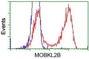 HEK293T cells transfected with either RC205977 overexpress plasmid (Red) or empty vector control plasmid (Blue) were immunostained by anti-MOBKL2B antibody (ABIN2453314), and then analyzed by flow cytometry. (MOBKL2B 抗体)