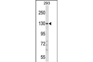 Western blot analysis in 293 cell line lysates (35ug/lane). (PITPNM2 抗体  (AA 639-668))