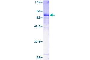 MYLIP Protein (AA 1-445) (GST tag)