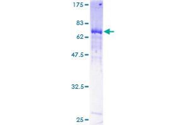 MYLIP Protein (AA 1-445) (GST tag)