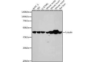 Western blot analysis of extracts of various cell lines, using Fukutin antibody (ABIN7267275) at 1:1000 dilution. (Fukutin 抗体)