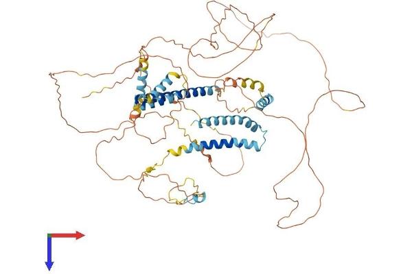CNST Protein (AA 1-725) (His tag)