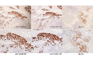 Staining of canine lymph node tissue with bs-3077r. (CSF1R 抗体  (pTyr723))