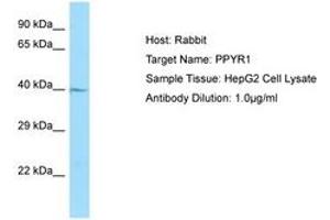 Image no. 1 for anti-Neuropeptide Y Receptor Y4 (NPY4R) (N-Term) antibody (ABIN6750035) (NPY4R 抗体  (N-Term))