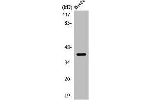 Western Blot analysis of HuvEC cells using PRDM12 Polyclonal Antibody (PRDM12 抗体  (Internal Region))