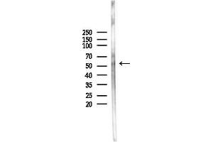 Western blot analysis of lysates from Hela cells(heat-shock,45 min treatment), using NFIL3 Antibody at 1/1000 dilution.