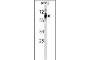 Western blot analysis in K562 cell line lysates (35ug/lane). (CDK8 抗体  (AA 245-272))
