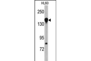 Western blot analysis of NU antibody (N-term) (ABIN390607 and ABIN2840919) in HL60 cell line lysates (35 μg/lane). (NUP155 抗体  (N-Term))