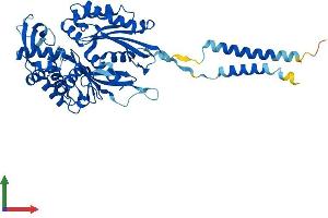 AlphaFold protein structure predicition of Mouse Recombinant Entpd2 Protein, UniprotID O55026
