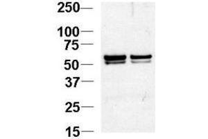 Image no. 1 for anti-Nucleosome Assembly Protein 1-Like 1 (NAP1L1) (N-Term) antibody (ABIN357232) (NAP1L1 抗体  (N-Term))