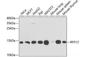 Western blot analysis of extracts of various cell lines using RPS12 Polyclonal Antibody at dilution of 1:1000. (RPS12 抗体)
