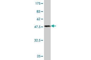 Western Blot detection against Immunogen (47. (Peroxiredoxin 2 抗体  (AA 1-198))