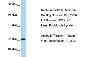Western Blotting (WB) image for anti-Rsb-66 Protein (RSB66) (N-Term) antibody (ABIN2785546) (RSB66 抗体  (N-Term))