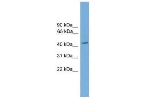 PIGA antibody used at 0. (IgA 抗体  (Middle Region))