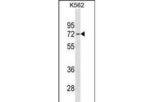 IL22RA1 Antibody (C-term) (ABIN1537292 and ABIN2838147) western blot analysis in K562 cell line lysates (35 μg/lane).