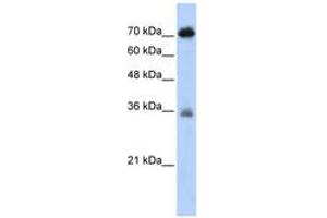 Image no. 1 for anti-NFKB Repressing Factor (NKRF) (AA 61-110) antibody (ABIN6742628) (NKRF 抗体  (AA 61-110))