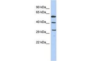 Image no. 1 for anti-C1q and Tumor Necrosis Factor Related Protein 7 (C1QTNF7) (AA 143-192) antibody (ABIN6743642) (CTRP7 抗体  (AA 143-192))