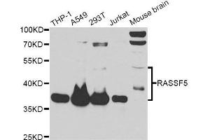 Western blot analysis of extracts of various cell lines, using RASSF5 antibody. (RASSF5 抗体  (AA 1-265))