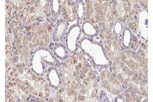 ABIN6267539 at 1/100 staining human Kidney tissue sections by IHC-P. (SOX9 抗体  (pSer181))