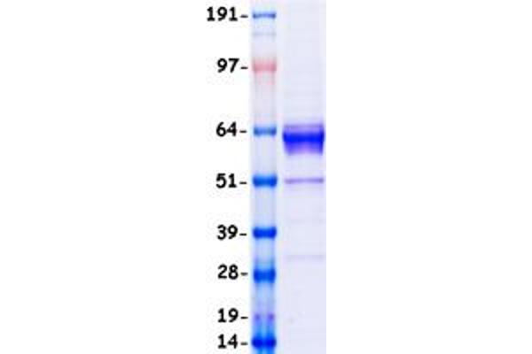 AMH Protein (Myc-DYKDDDDK Tag)