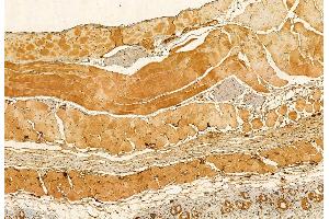 ABIN6265100 and ABIN6272929 at 1/100 staining Mouse skin tissue by IHC-P.