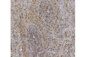 IHC analysis of Hsc70 using anti-Hsc70 antibody (ABIN7601962). (Hsc70 抗体  (AA 520-614))