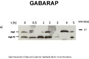 Autophagy is induced by starvationSample: Newborn M. (GABARAP 抗体  (N-Term))