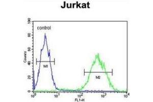 Flow cytometric analysis of Jurkat cells (right histogram) compared to a negative control cell (left histogram) using PRUNE  Antibody , followed by FITC-conjugated goat-anti-rabbit secondary antibodies. (PRUNE 抗体  (C-Term))