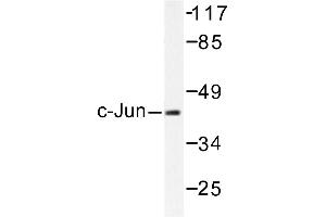 Image no. 1 for anti-Jun Proto-Oncogene (JUN) antibody (ABIN272013) (C-JUN 抗体)