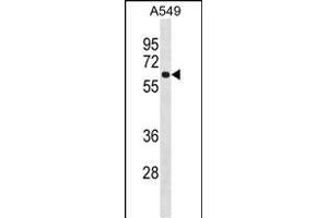 FCRL1 Antibody (C-term) (ABIN1537204 and ABIN2849932) western blot analysis in A549 cell line lysates (35 μg/lane). (FCRL1 抗体  (C-Term))