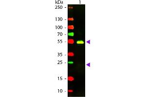 Western blot of Texas conjugated Goat F(ab’)2 Anti-Rabbit IgG Pre-Adsorbed secondary antibody. (山羊 anti-兔 IgG (Heavy & Light Chain) Antibody (Texas Red (TR)) - Preadsorbed)