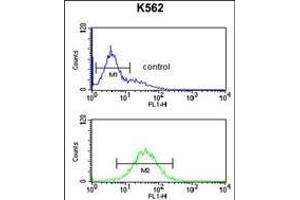 Flow Cytometry (FACS) image for anti-TEL2, Telomere Maintenance 2, Homolog (TELO2) (AA 786-812), (C-Term) antibody (ABIN651003)