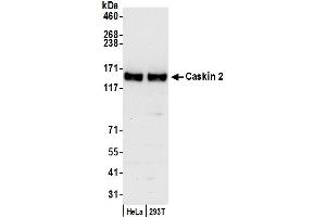 anti-CASK Interacting Protein 2 (CASKIN2) (AA 700-750) antibody