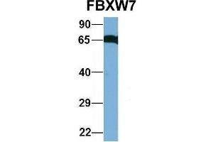 FBXW7 antibody  (C-Term)