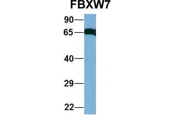 FBXW7 antibody  (C-Term)