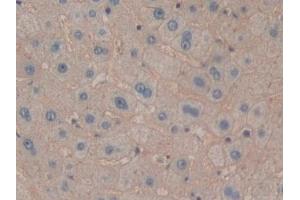 Detection of ENPEP in Human Liver Tissue using Polyclonal Antibody to Aminopeptidase A (ENPEP)
