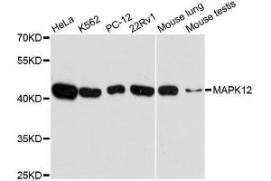 Western blot analysis of extracts of various cell lines, using MAPK12 antibody. (MAPK12 抗体  (AA 248-367))